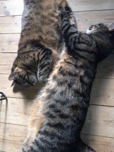 13718020_10209005209063862_1028370805_o